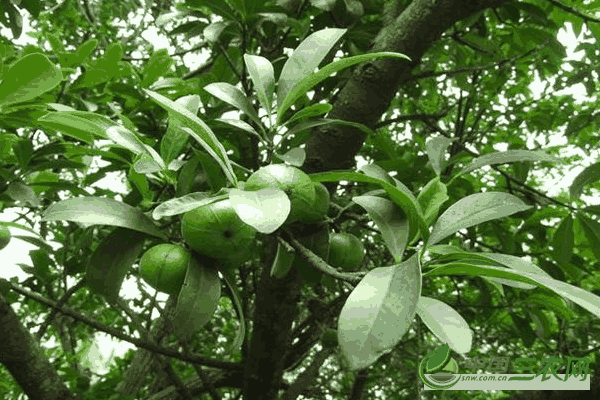 山竹果树的种植方法(山竹果树的种植方法和技术)